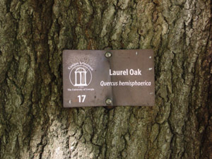 Laurel oak bark